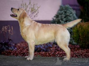 Photo №2 de l'annonce № 135443 de la vente labrador retriever - acheter à La croatie éleveur