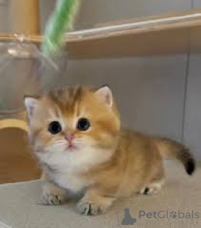 Photo №4. Je vais vendre munchkin en ville de Bruxelles. annonce privée, éleveur - prix - 500€