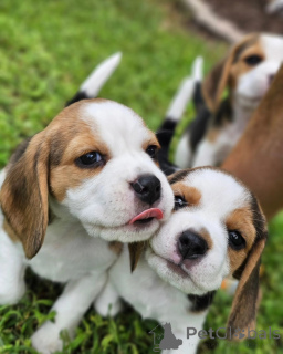 Photo №4. Je vais vendre beagle en ville de Aacheur. annonce privée - prix - 455€