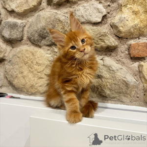 Photo №2 de l'annonce № 171100 de la vente maine coon - acheter à République Tchèque éleveur