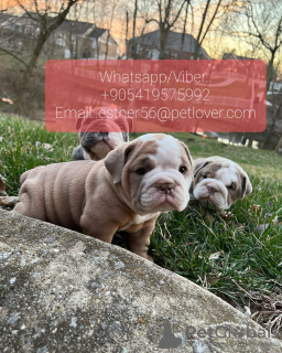 Photo №1. bulldog anglais - à vendre en ville de Ronneby | 400€ | Annonce №47596