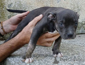 Photo №4. Je vais vendre american bully en ville de Belgrade.  - prix - 1200€