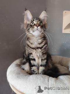 Photo №4. Je vais vendre maine coon en ville de Мадрид. annonce privée - prix - 340€