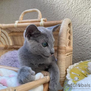 Photo №3. Chatons bleus russes à vendre Business WhatsApp 37256062792. Belgique