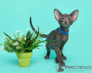 Photo №2 de l'annonce № 132334 de la vente oriental shorthair - acheter à Fédération de Russie de la fourrière