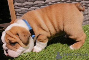 Photo №1. bulldog anglais - à vendre en ville de Demene | Gratuit | Annonce №41009