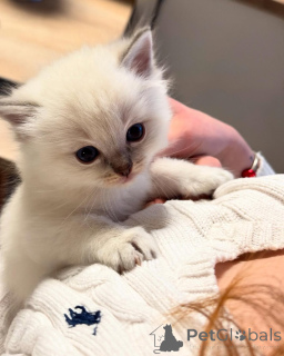 Photo №2 de l'annonce № 155403 de la vente ragdoll - acheter à La finlande annonce privée