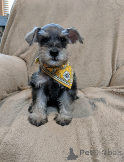 Photo №1. schnauzer miniature - à vendre en ville de Hambourg | 400€ | Annonce №149065