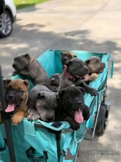 Photo №1. cane corso - à vendre en ville de Aalborg | 1€ | Annonce №173406