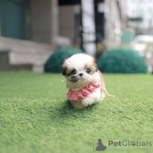 Photo №1. shih tzu - à vendre en ville de Leeds | 1000€ | Annonce №156440