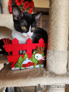 Photo №1. european à poil ras - à vendre en ville de Vienna | négocié | Annonce № 127152