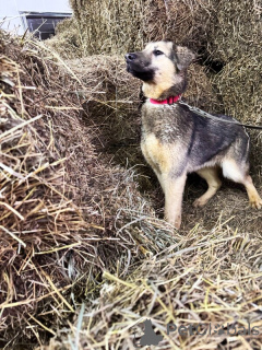 Photo №4. Je vais vendre chien bâtard en ville de Lipetsk.  - prix - Gratuit