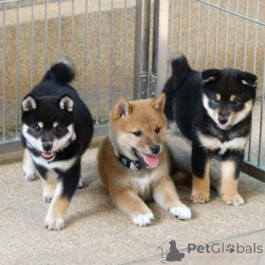 Photo №1. shiba - à vendre en ville de Sllatina | négocié | Annonce №157984