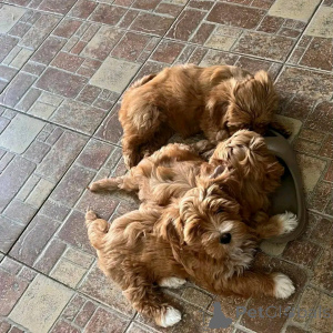 Photo №4. Je vais vendre bichon havanais en ville de Chicago. éleveur - prix - 531€