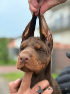 Photo №2 de l'annonce № 161448 de la vente dobermann - acheter à Serbie 