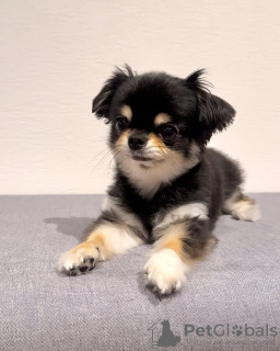 Photo №3. Adorable chihuahua. Belgique