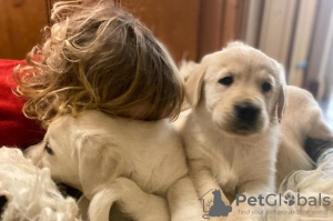 Photo №1. golden retriever - à vendre en ville de Bucharest | 350€ | Annonce №125734