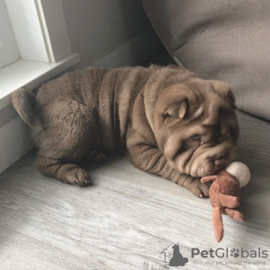 Photo №1. shar pei - à vendre en ville de Berlin | Gratuit | Annonce №125356