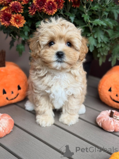Photo №3. Rencontrez Teddy, le roi des câlins ! Toujours prêt avec amour, câlins et queues. Luxembourg