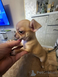 Photo №3. Chihuahua femelle. Serbie