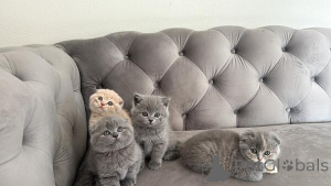 Photo №1. scottish fold - à vendre en ville de Hambourg | 242€ | Annonce № 155332