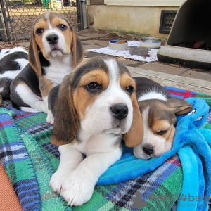 Photos supplémentaires: Magnifiques chiots Beagle. (Homme et Femme)