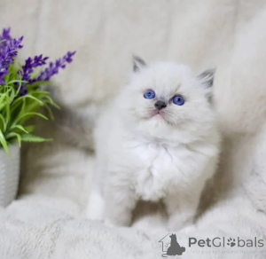 Photo №1. ragdoll - à vendre en ville de Baden-Baden | 350€ | Annonce № 177743