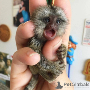 Photo №1.  - à vendre en ville de Florence | 659€ | Annonce №162671