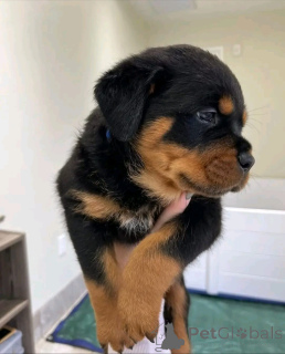 Photo №2 de l'annonce № 161021 de la vente rottweiler - acheter à La finlande annonce privée, éleveur