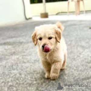 Photo №2 de l'annonce № 162721 de la vente golden retriever - acheter à Pays Bas annonce privée, éleveur
