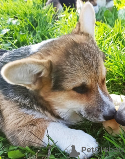 Photo №1. welsh corgi - à vendre en ville de Валево | négocié | Annonce №124907