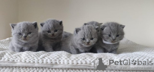 Photo №1. british shorthair - à vendre en ville de Heidelberg | 350€ | Annonce № 108588