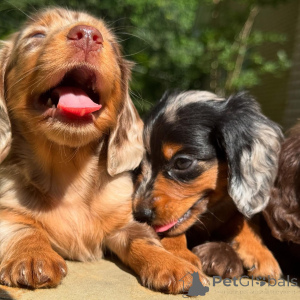 Photo №4. Je vais vendre teckel en ville de Dublin. éleveur - prix - négocié