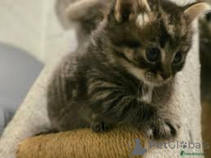 Photo №2 de l'annonce № 163377 de la vente american shorthair - acheter à Suisse annonce privée, éleveur