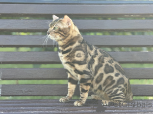 Photo №3. Magnifique chat Bengal - GrandInterChampion de la race. La Grande-Bretagne