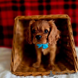 Photo №1. cavalier king charles spaniel - à vendre en ville de Bad Vöslau | négocié | Annonce №155577