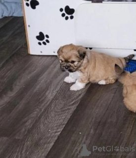 Photo №1. lhassa apso - à vendre en ville de Berlin | 350€ | Annonce №107511