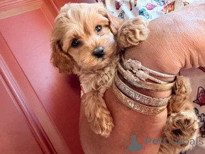 Photo №2 de l'annonce № 149823 de la vente maltipu - acheter à Allemagne annonce privée, éleveur