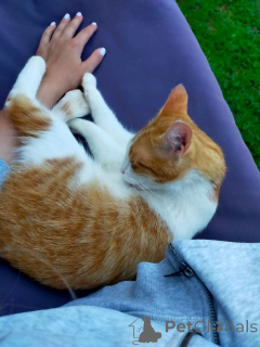 Photo №4. Je vais vendre  en ville de Москва. annonce privée - prix - Gratuit