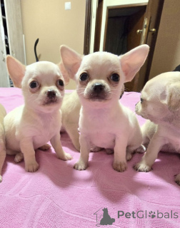 Photo №2 de l'annonce № 168864 de la vente chihuahua - acheter à Serbie éleveur