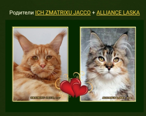 Photo №2 de l'annonce № 4480 de la vente maine coon - acheter à Fédération de Russie annonce privée