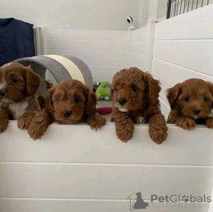 Photo №2 de l'annonce № 137801 de la vente labradoodle - acheter à USA éleveur