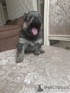 Photo №3. Chiot Poméranie Allemande, Anabel. Fédération de Russie