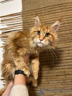 Photo №1. maine coon - à vendre en ville de Kristinestad | 700€ | Annonce № 90288