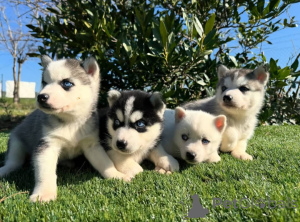Photo №1. husky de sibérie - à vendre en ville de Wentorf Bei Hambourg | négocié | Annonce №164336