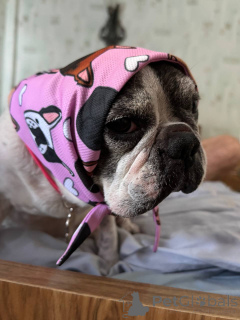 Photo №3. Bulldog français masculin doux et mature pour adoption à Glasgow. La Grande-Bretagne