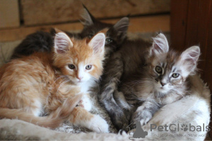 Photos supplémentaires: De jolis chatons Maine Coon disponibles à la vente maintenant