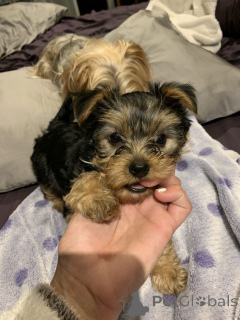 Photo №1. yorkshire terrier - à vendre en ville de Arizona City | négocié | Annonce №146565