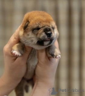 Photos supplémentaires: Découvrez les petits bébés et les filles du Japon.