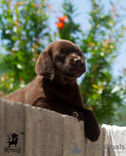 Photo №2 de l'annonce № 114046 de la vente labrador retriever - acheter à Serbie 